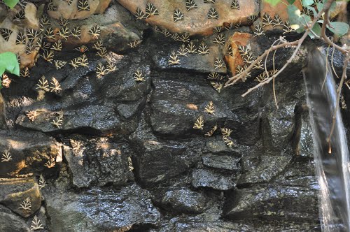 Valley of the Butterflies (gr. Petaloudes)